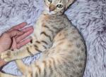 Sapphire Savannah - Savannah Kitten For Sale - Seymour, CT, US