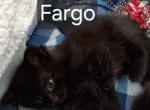 Fargo - Domestic Kitten For Adoption - Culver City, CA, US