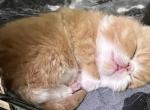 CFA RED TABBY AND WHITE - Exotic Kitten For Sale - CT, US