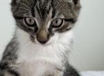 Acorn - Domestic Kitten For Sale - West Springfield, MA, US