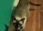 Isla and Pierre - Siamese Kitten For Sale - Baton Rouge, LA, US