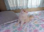 Creamsicle - Persian Kitten For Sale - Hagerstown, MD, US