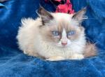 Ragdoll males - Ragdoll Kitten For Sale - Knoxville, IA, US