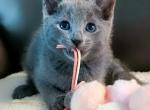 Russian Blue kitty - Russian Blue Kitten For Sale - 