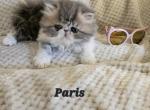 Paris - Persian Kitten For Sale - Warminster, PA, US