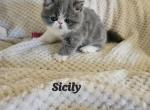 Sicily - Persian Kitten For Sale - Warminster, PA, US