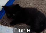 Finnie - Domestic Kitten For Sale - 