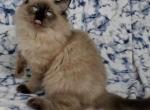 Knox - Ragdoll Kitten For Sale - Phoenix, AZ, US