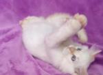 Oakley - Ragdoll Kitten For Sale - Phoenix, AZ, US