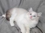 Samson - Ragdoll Kitten For Sale - Phoenix, AZ, US