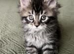 Black and Brown - Maine Coon Kitten For Sale - Columbus, OH, US