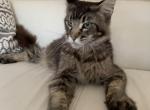 Michael - Maine Coon Kitten For Sale - North Miami Beach, FL, US