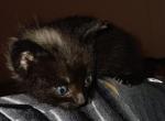 Fiesta - Domestic Kitten For Adoption - 