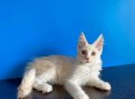 Female B - Maine Coon Kitten For Sale - North Miami Beach, FL, US