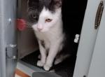 Blu J - Domestic Cat For Adoption - Culver City, CA, US