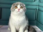 Faro - Scottish Fold Kitten For Sale - 