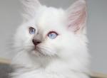 Ben - Ragdoll Kitten For Sale - 