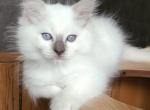 Blake - Ragdoll Kitten For Sale - 