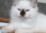 Adeline - Ragdoll Kitten For Sale - 