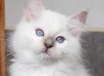 Drake - Ragdoll Kitten For Sale - 