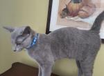 Fynn - Russian Blue Cat For Sale - Bridgewater Township, NJ, US