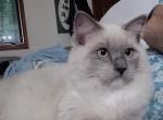 Princess Penelope - Ragdoll Kitten For Sale - 