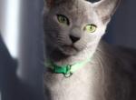 Blueberry - Russian Blue Cat For Sale - Bridgewater Township, NJ, US