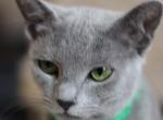 Zara - Russian Blue Cat For Sale - Bridgewater Township, NJ, US