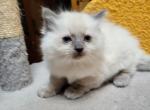 Buster - Ragdoll Kitten For Sale - 