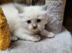 Alvin - Ragdoll Kitten For Sale - 