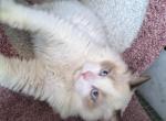 Bicolor Ragdoll Kitten Male - Ragdoll Kitten For Sale - 