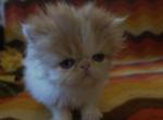 Exotic Shorthair Male White Red Kitten - Exotic Kitten For Sale - Brooklyn, NY, US