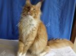 Litter H Hidalgo from Seraphina & Azim - Maine Coon Kitten For Sale - Longmont, CO, US