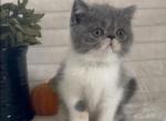 Evie the dilute calico Exotic Shorthair - Exotic Kitten For Sale - 