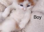 Friendly - Ragdoll Kitten For Sale - Vancouver, WA, US