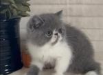 Einstein the blue and white male Exotic Shorthair - Exotic Kitten For Sale - 