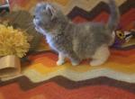 Persian Female Tortoiseshell Kitten - Persian Kitten For Sale - Brooklyn, NY, US