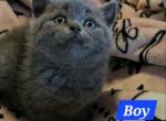 British Shorthair Blue Boy Gary - British Shorthair Kitten For Sale - Lockport, IL, US