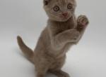 Lilac - Scottish Fold Kitten For Sale - Brooklyn, NY, US