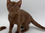 Cinnamon - Scottish Straight Kitten For Sale - Brooklyn, NY, US