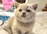 British Shorthair Kittens  Ready to go home now - British Shorthair Kitten For Sale - Lockport, IL, US