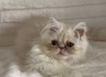 Dexter - Persian Kitten For Sale - Delta, PA, US