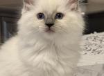 Traditional Ragdolls - Ragdoll Kitten For Sale - LaFayette, GA, US