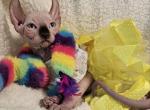 Sphynx Elf Girl Lola TICA - Sphynx Kitten For Sale - Lockport, IL, US