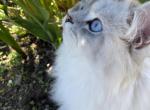 Sir Lancelot - Scottish Straight Cat For Sale/Service - Sequim, WA, US