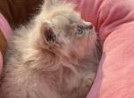 Golden litter - Persian Kitten For Sale - Parkville, MD, US