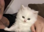 White male kitty - Persian Kitten For Sale - Parkville, MD, US