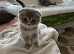 Honey - Scottish Fold Kitten For Sale - Brooklyn, NY, US