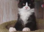 Pryanik - Maine Coon Kitten For Sale - Gurnee, IL, US