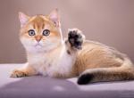 Watson - British Shorthair Kitten For Sale - Houston, TX, US